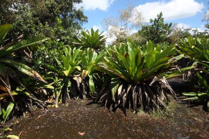 Na pustej działce rośnie kolekcja ogromnych bromeliad rosnących obok siebie